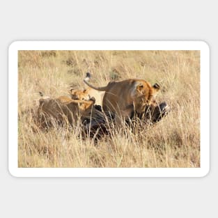 Female Lion with Cubs, Moving the Kill, Maasai Mara, Kenya Sticker